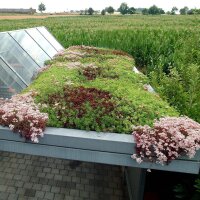 BauderGREEN Gründachpaket light 80kg/m² - 18m²