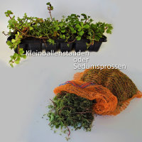 Kettinger Gründachpaket Dachbegrünung 10m²